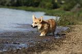 CORGI PEMBROKE 760